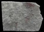 Plate Of Devonian Plant (Zosterophyllum) Fossils - Scotland #66687-1